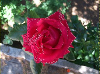 Parte de la rosa seleccionada por medio de la herramienta varita mágica